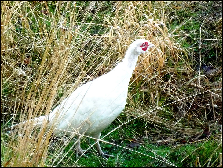 White Pheasant