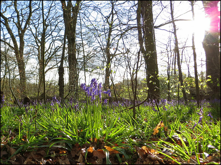Bluebells