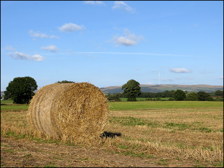 Hay!