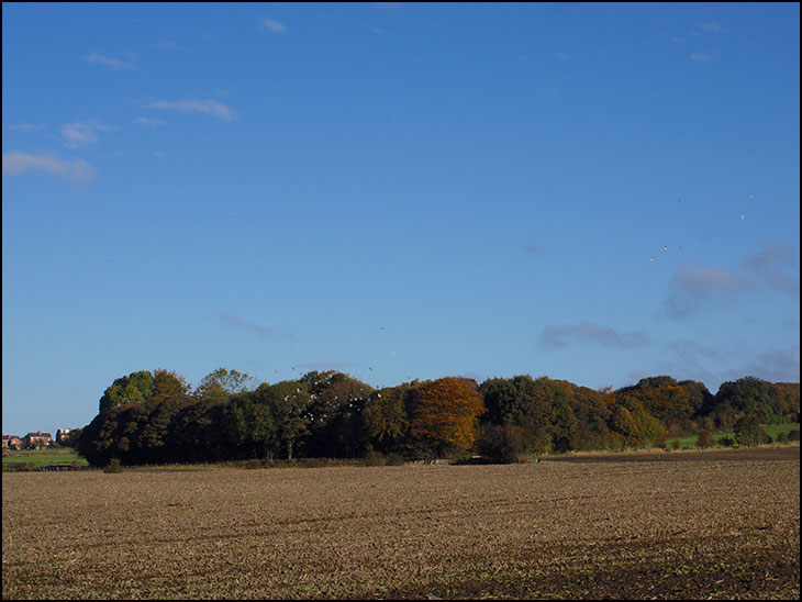 Hermitage woods, Standish