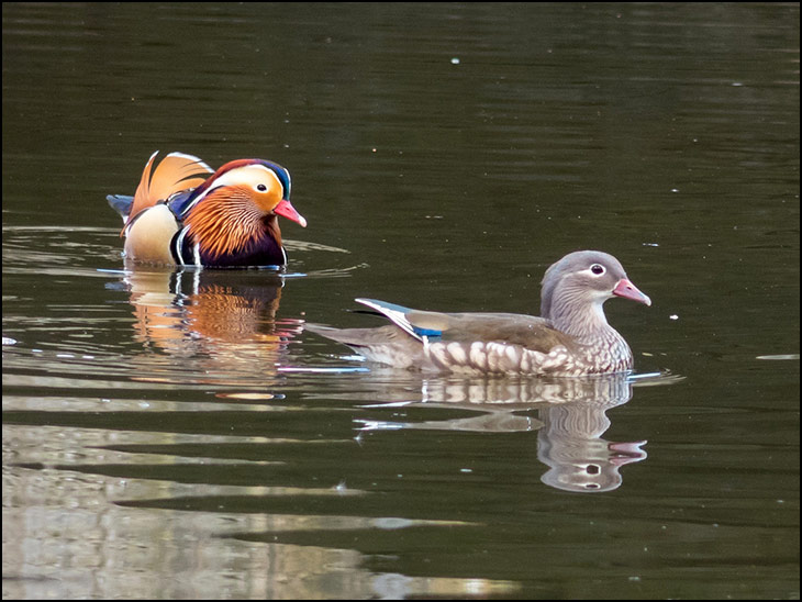 Mandarin ducks