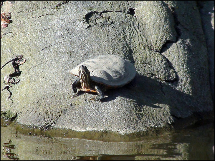 Terrapin on a log