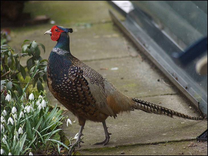 Unusual garden visitor