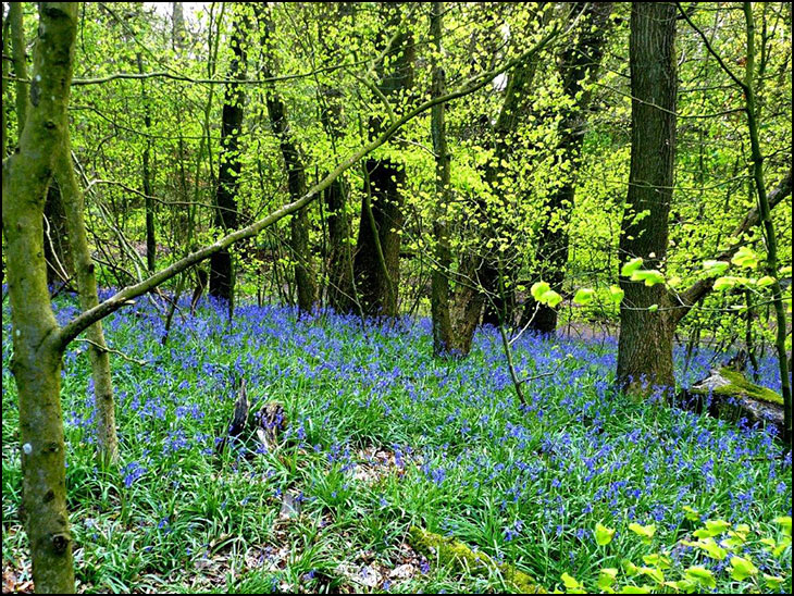 Bluebells