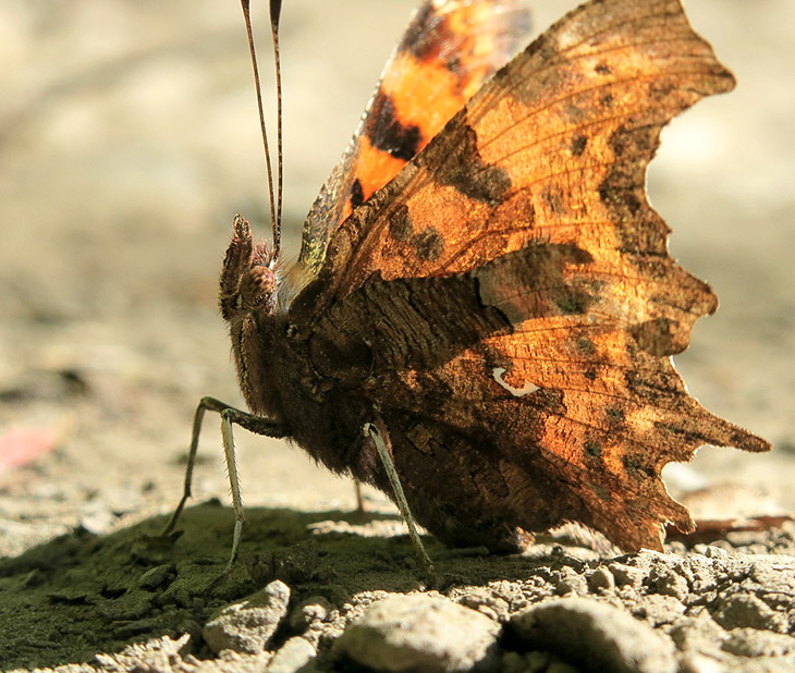 Comma butterfly