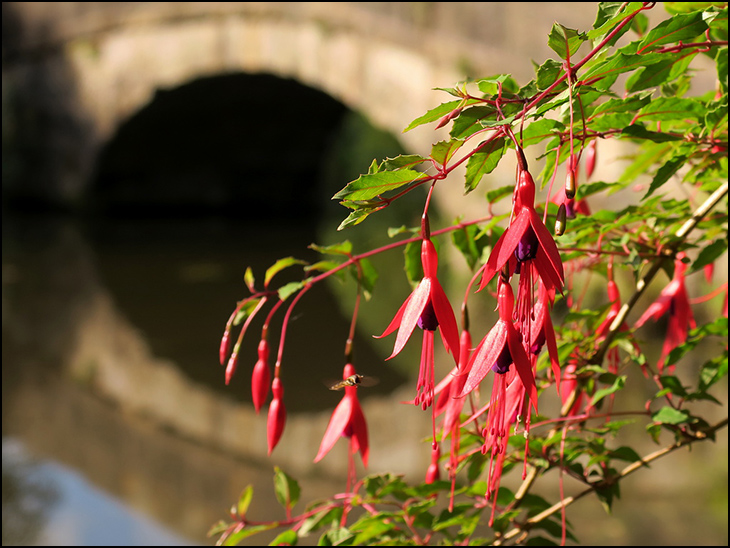 Fuschia