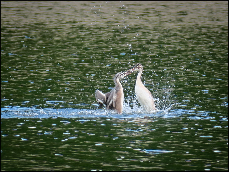 Young grebes