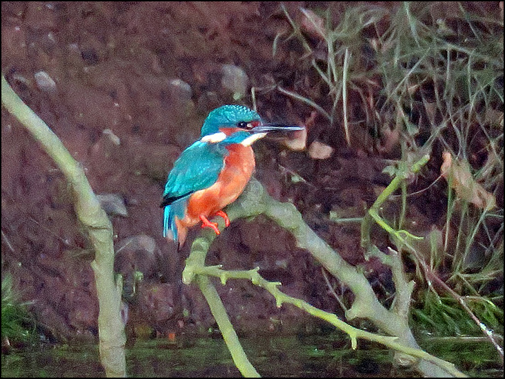 Kingfisher