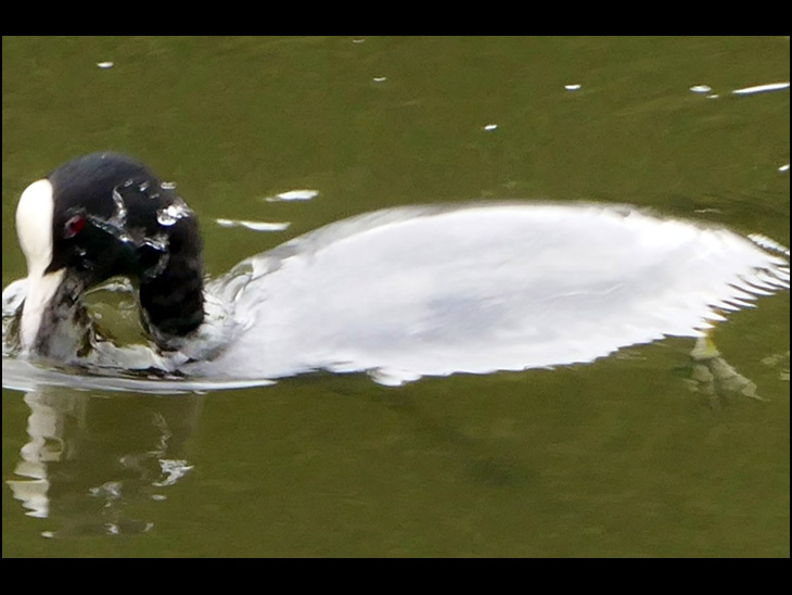 Water off a ducks back