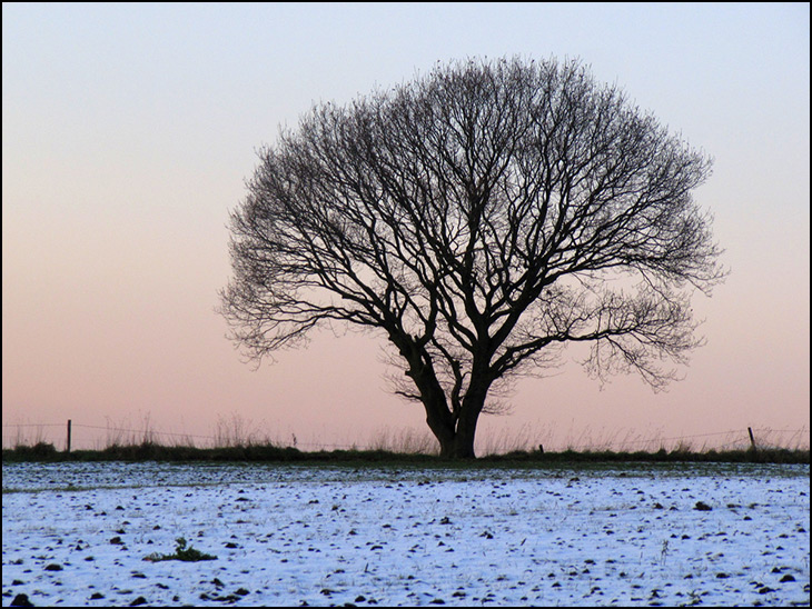 Snow, Tree