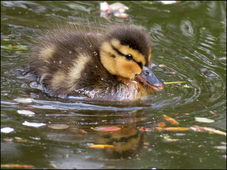 Duckling