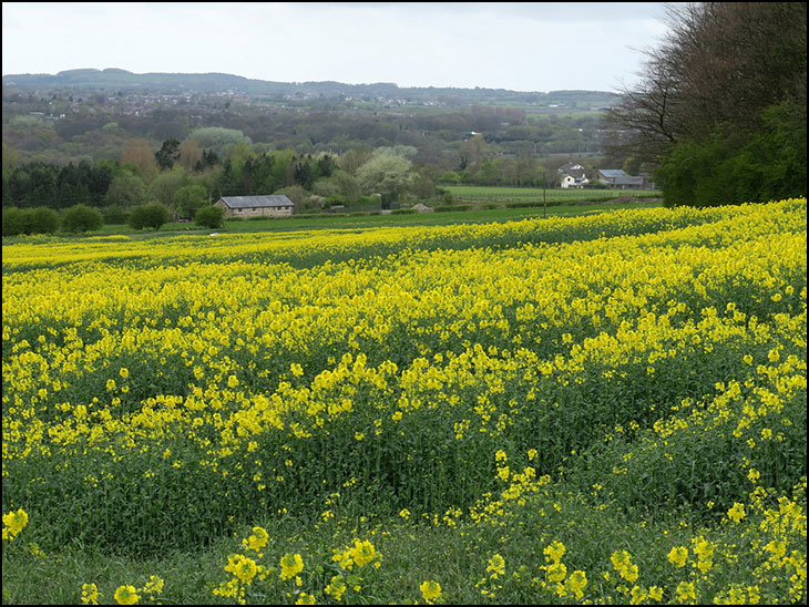 Rapeseed field