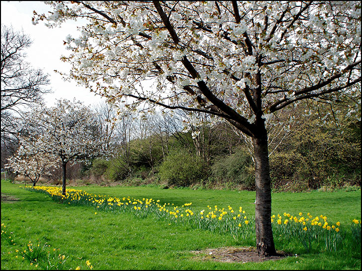 Aspull blossom time