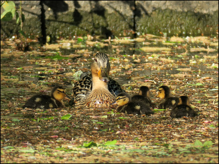 Mallards