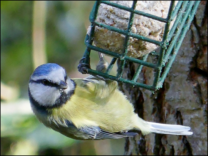 Blue tit