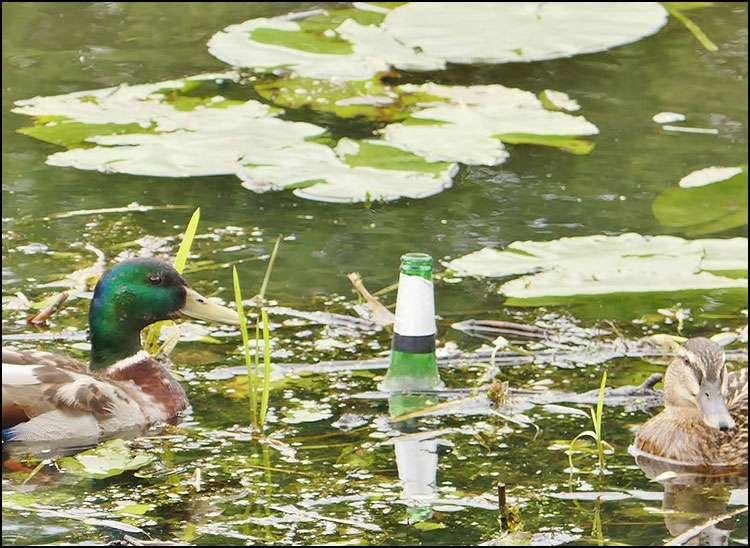 Drunken ducks