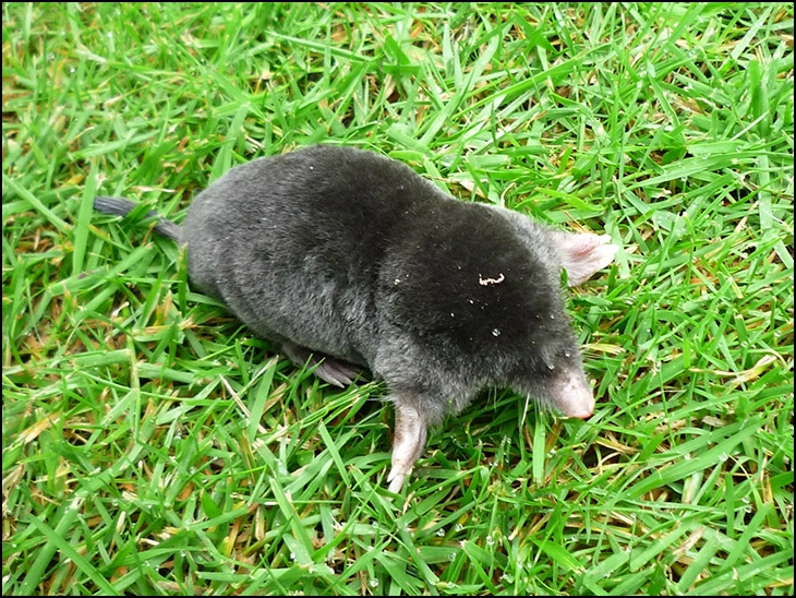 Mole