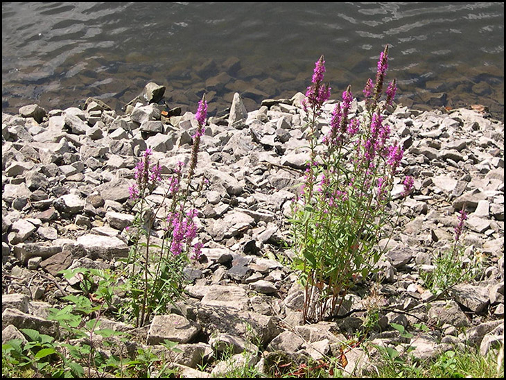 Purple  Loosestrife