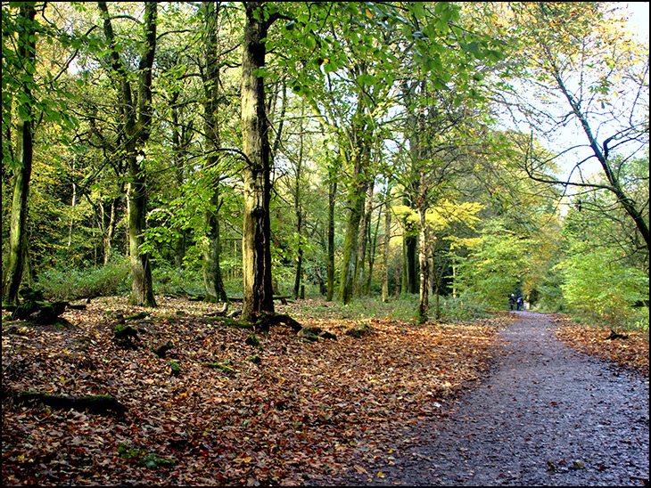 Back Road