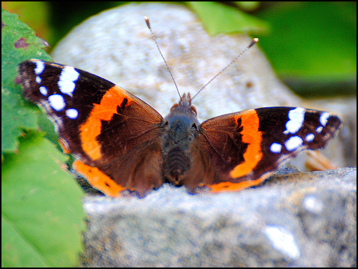 Red Admiral