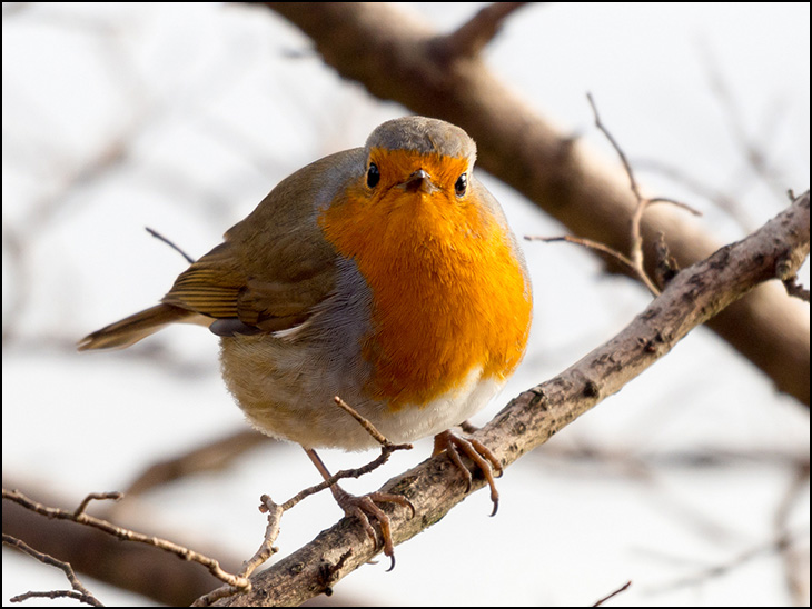 Robin