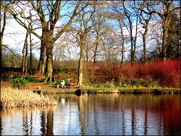 Swan pond