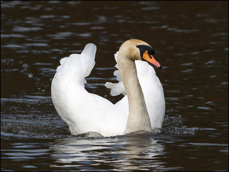 Swan