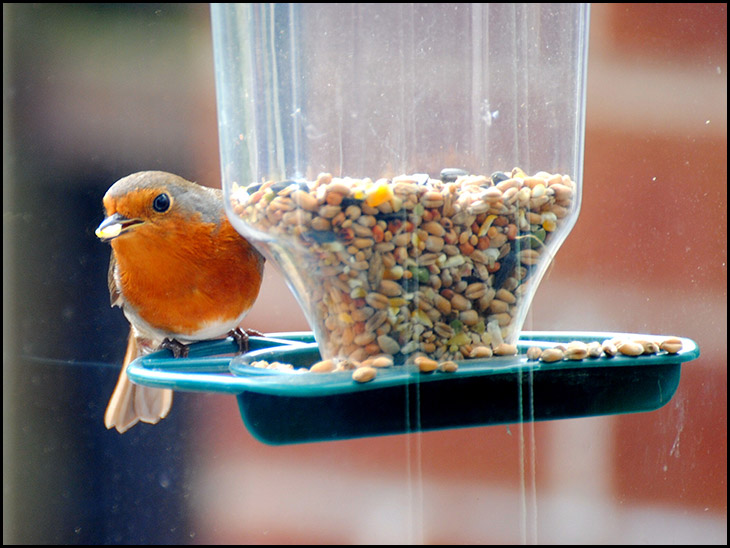 Window feeder