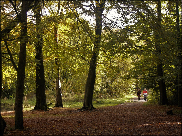 Woodland Walk