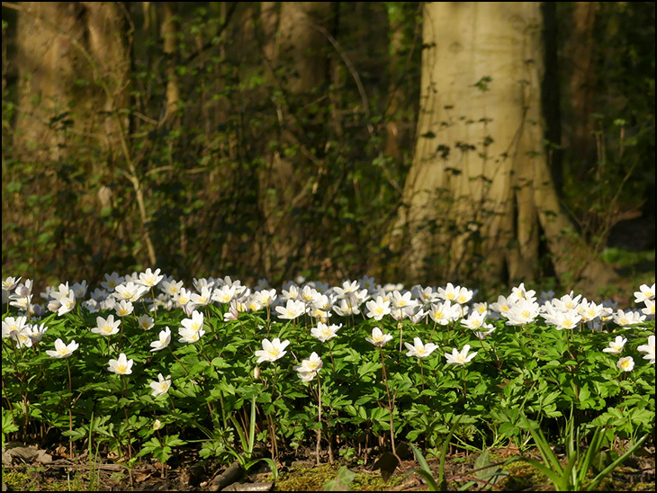 Wood anemone