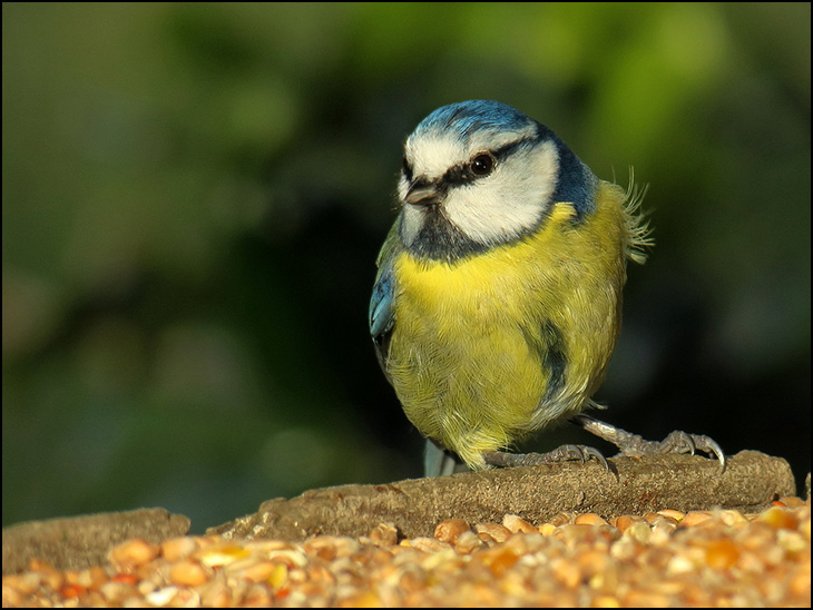 Blue Tit