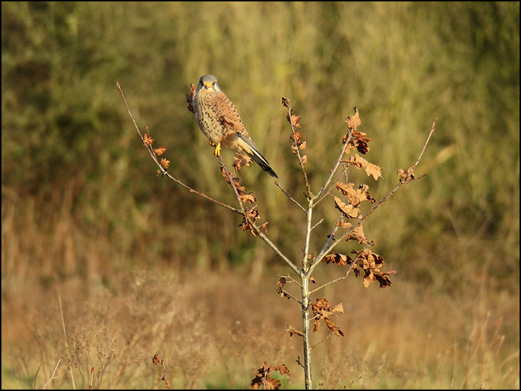 Kestrel