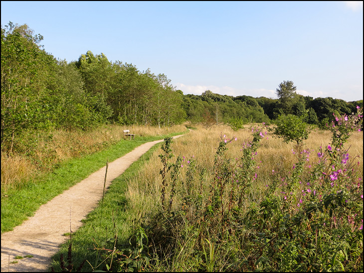 Lady Mabel's Wood