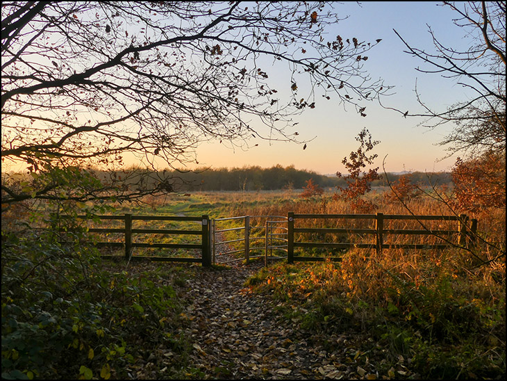 Lady Mabel's Wood