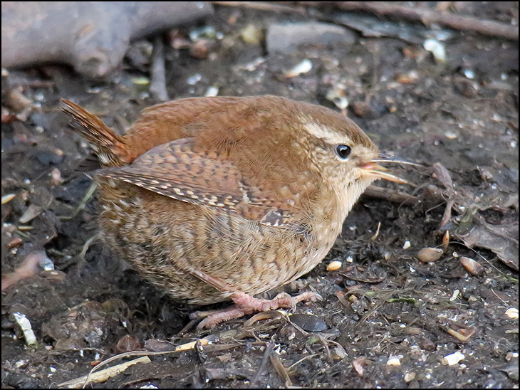 Wren