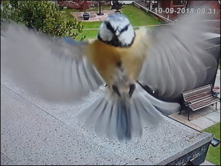 Blue Tit caught on CCTV