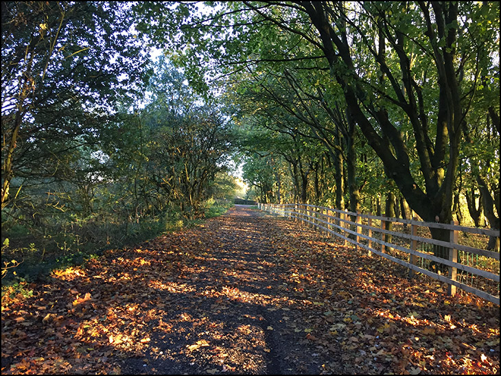 Evening light