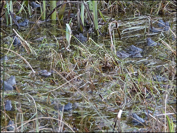 Spring is sprung! Froggies-a-courting