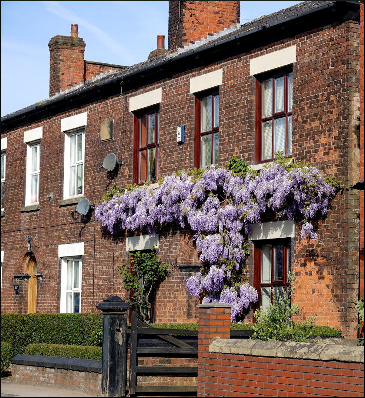 Wondrous Whelley Wisteria