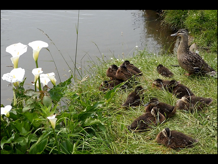 Lillies