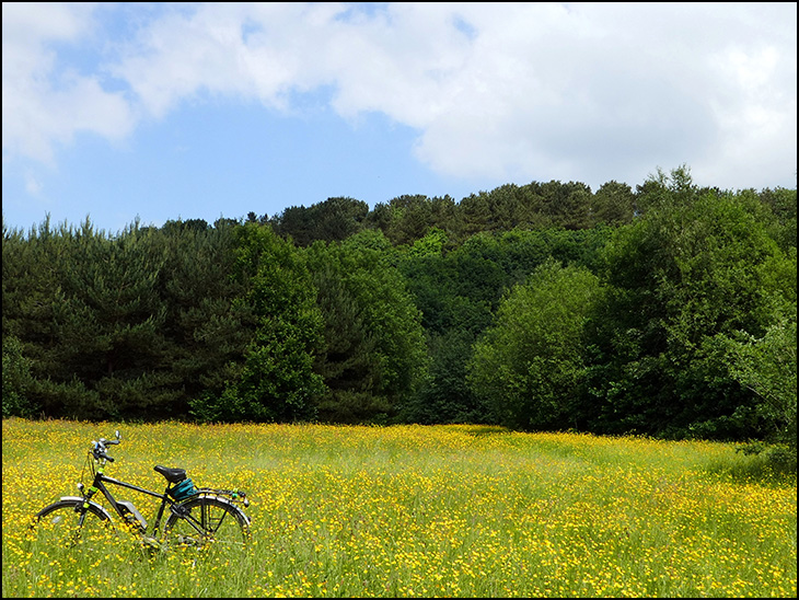 Buttercups