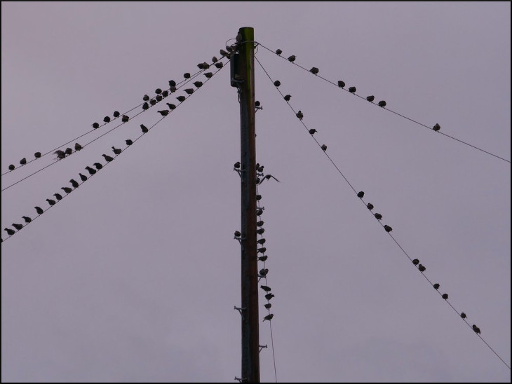 Starlings