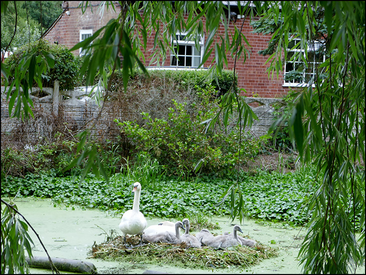 Top Lock Swans