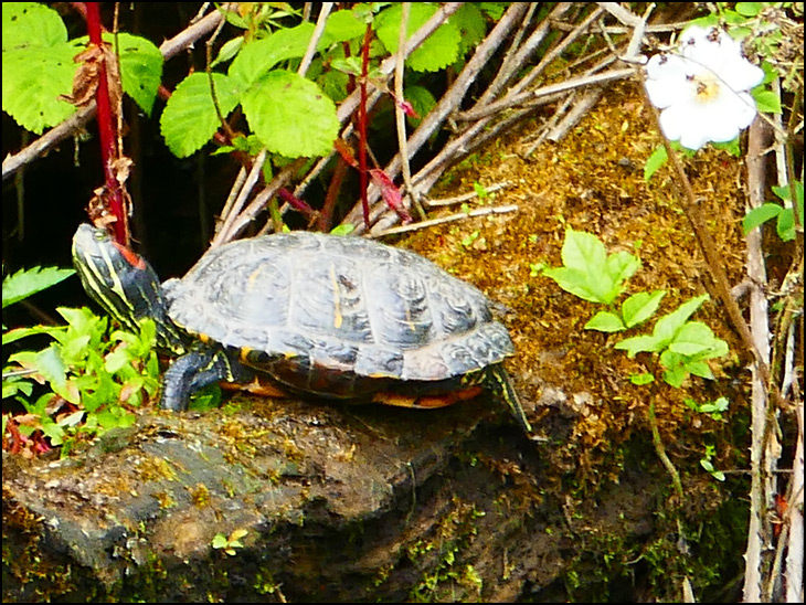 Terrapin