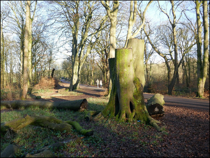 Old tree