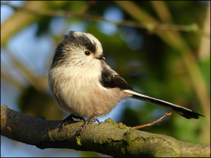 Long-tailed tit