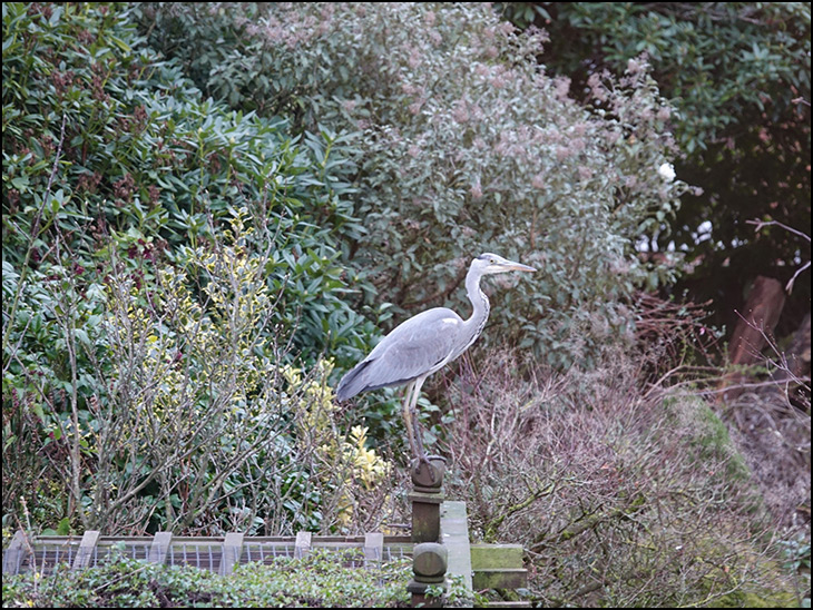 The Hopeful Heron