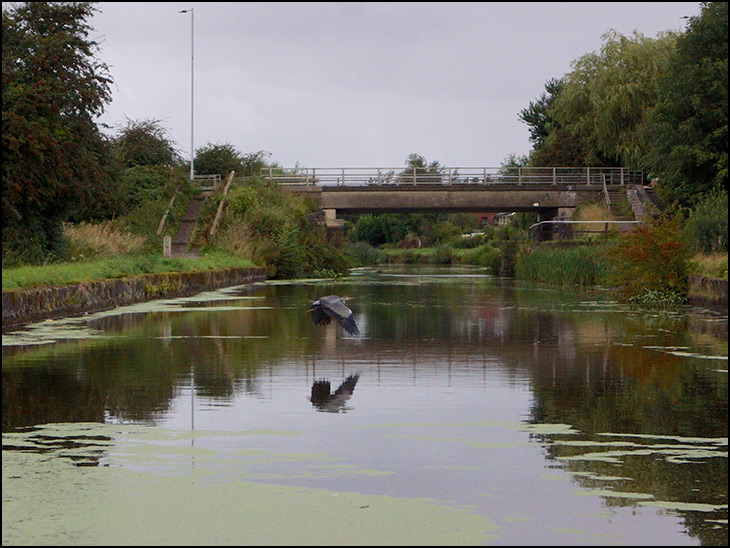 Heron spooked