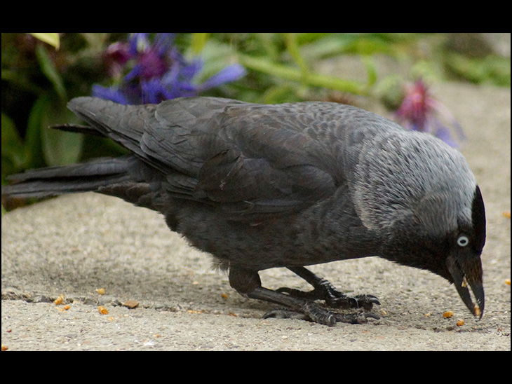 Latest visitor to our garden