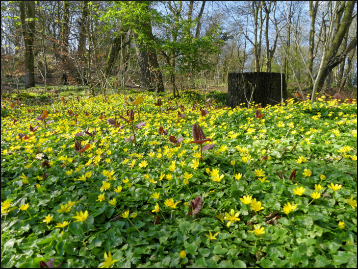 Lesser celandine flowers